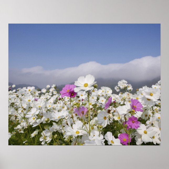 Cosmos Flower Poster (Framsidan)