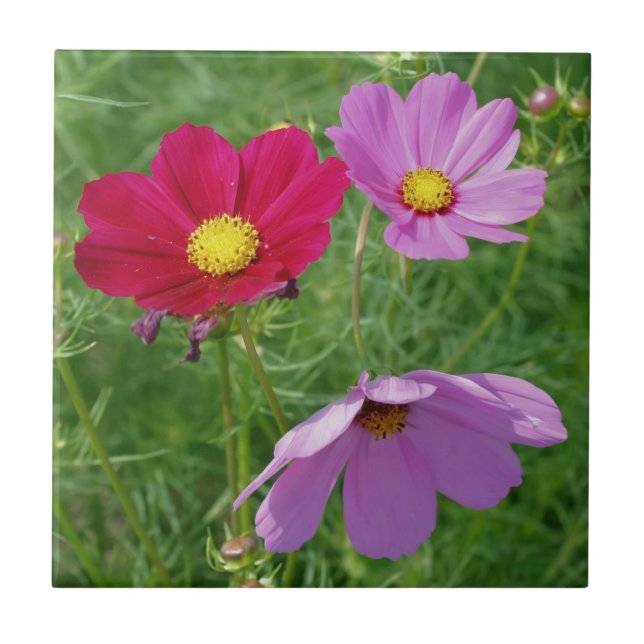 Cosmos Flower Trio Nature Kakelplatta (Framsidan)