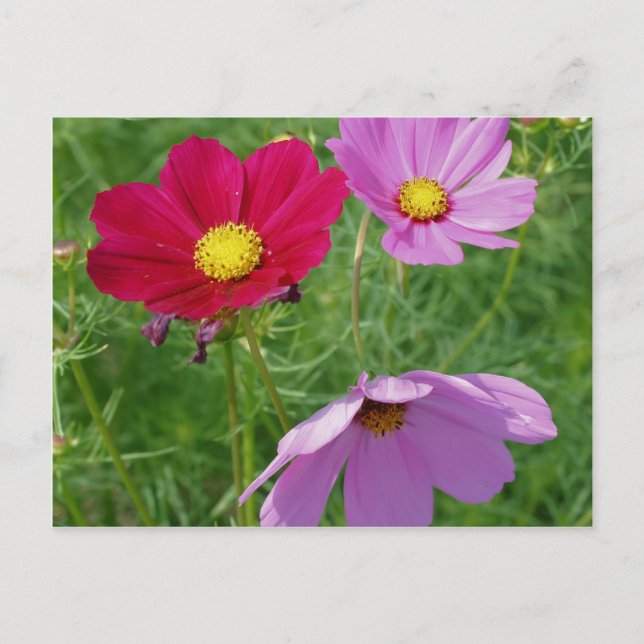Cosmos Flower Trio Nature Vykort (Framsida)
