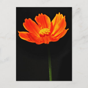 Cosmos Flower Vykort