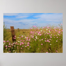 Cosmos Flowers i fält