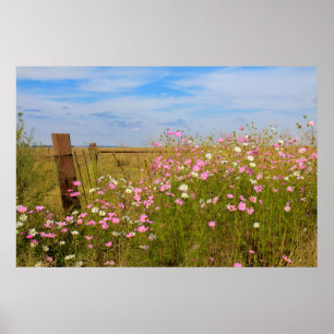 Cosmos Flowers i fält Poster