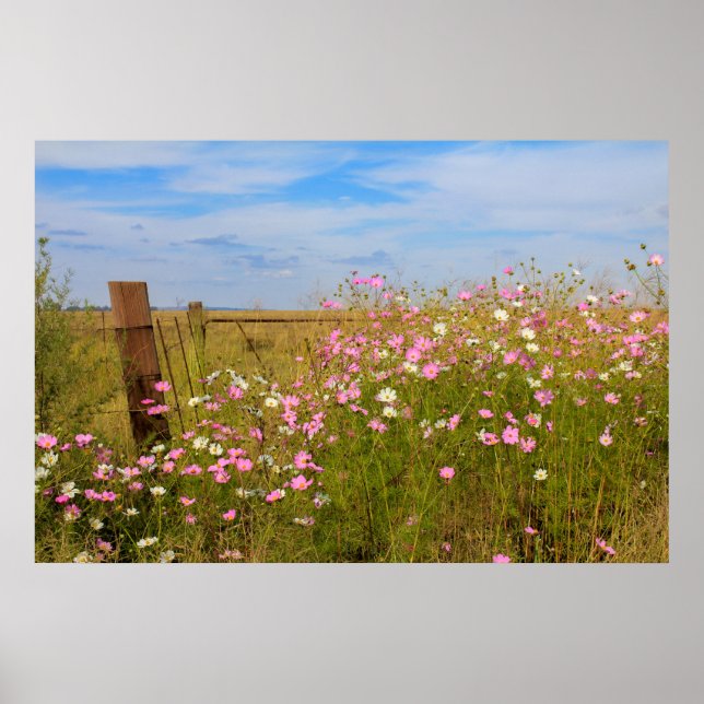 Cosmos Flowers i fält Poster (Framsidan)