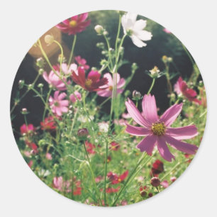 Cosmos Flowers: Japan Runt Klistermärke