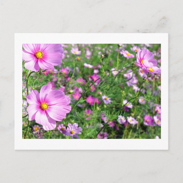 Cosmos Flowers: Japan Vykort (Framsida)