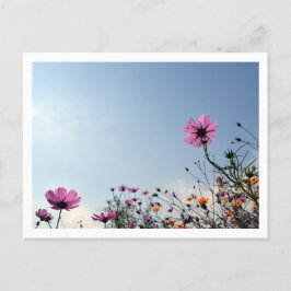 Cosmos Flowers: Japan Vykort