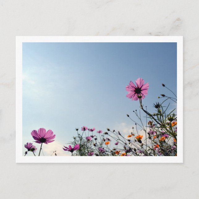 Cosmos Flowers: Japan Vykort (Framsida)