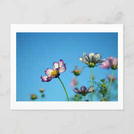 Cosmos Flowers: Japanskt vykort