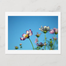 Cosmos Flowers: Japanskt vykort