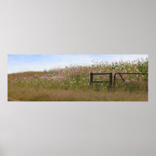 Cosmos Flowers längs stängslet Poster
