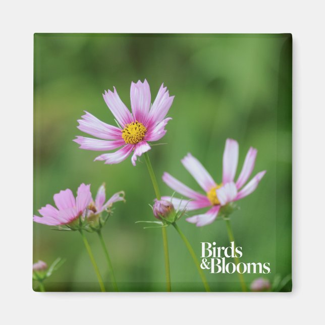Cosmos Flowers Magnet (Framsidan)
