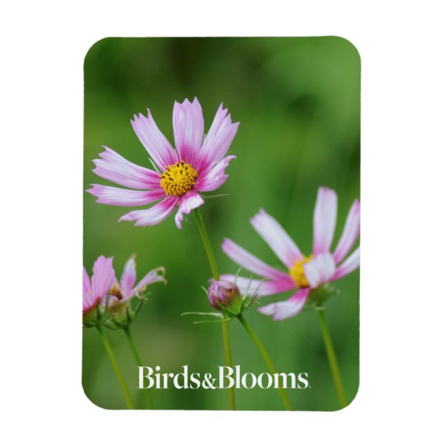 Cosmos Flowers Magnet (Vertikal)