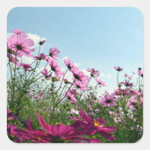 Cosmos Flowers of Japan Fyrkantigt Klistermärke