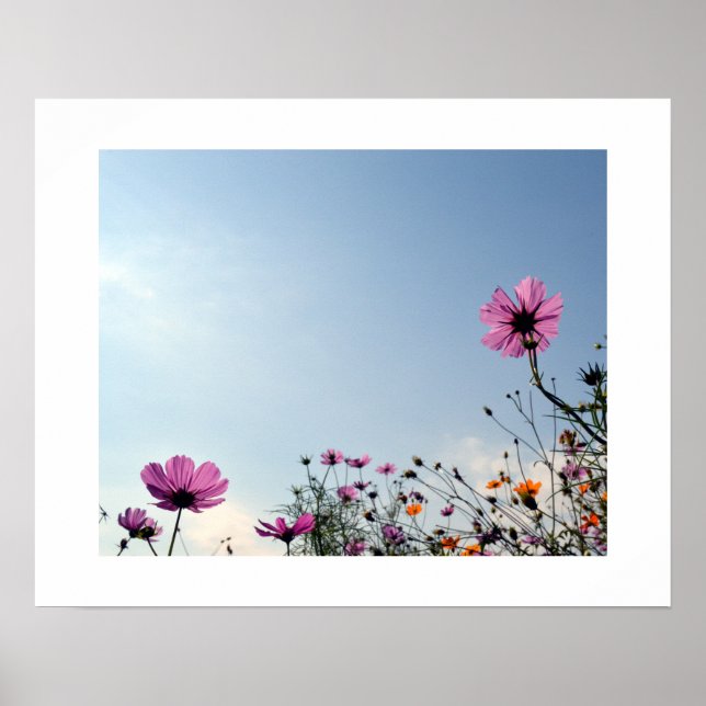 Cosmos Flowers of Japan Poster (Framsidan)