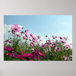 Cosmos Flowers of Japan Poster