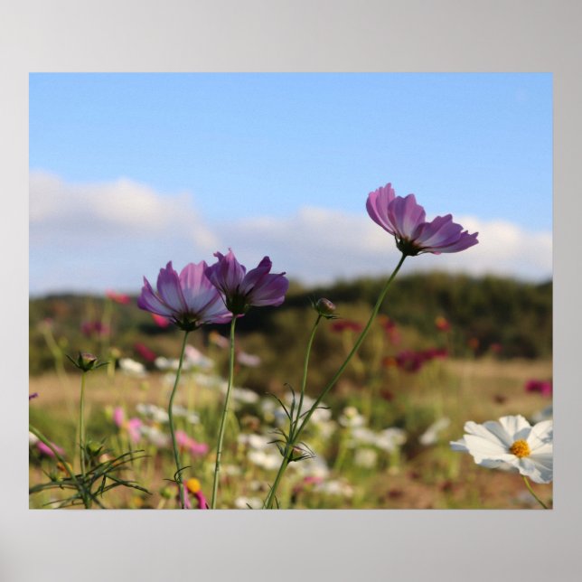Cosmos Flowers Poster (Framsidan)