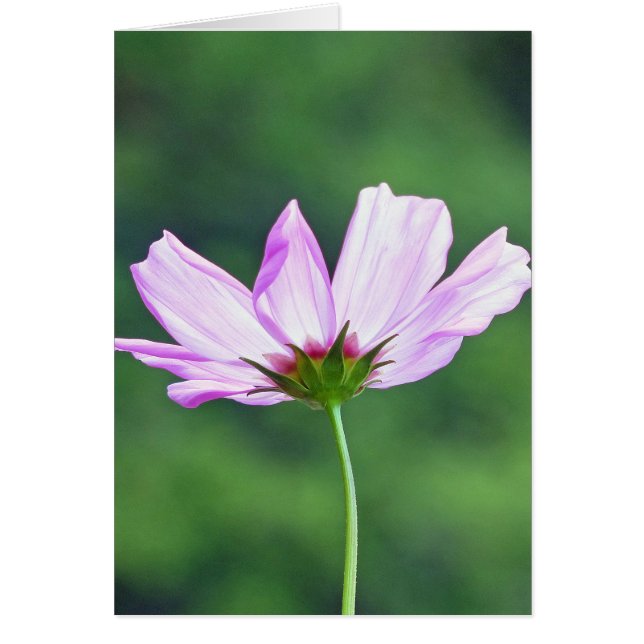 Cosmos Hälsningskort (Framsidan)