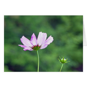Cosmos Hälsningskort