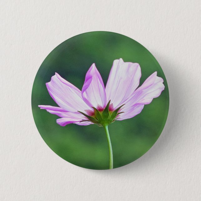 Cosmos Knapp (Framsida)