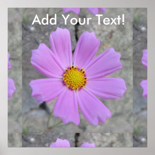 Cosmos Lila Flower Poster (Framsidan)