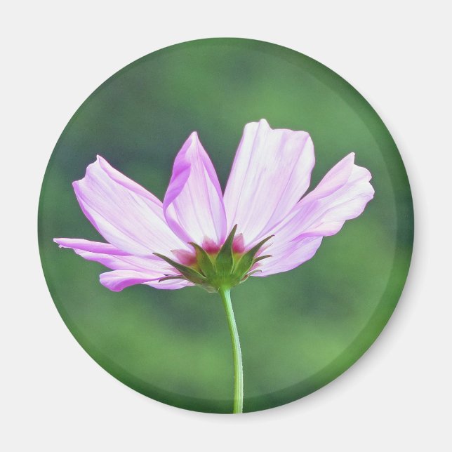 Cosmos Magnet (Framsidan)