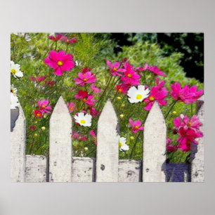 Cosmos och Picket Fence Poster