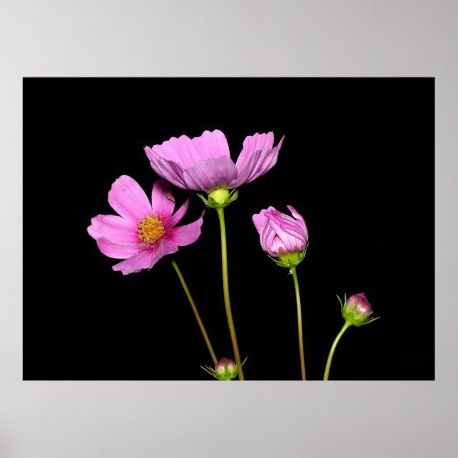 Cosmos på natten poster (Framsidan)