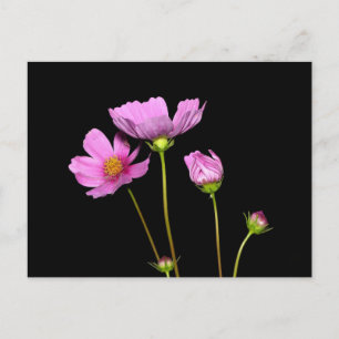 Cosmos på natten vykort