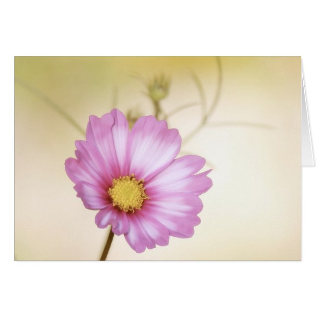 Cosmos Pastel Hälsningskort (Framsidan Horizontal)