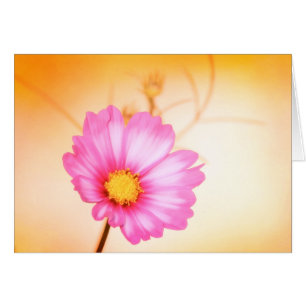 Cosmos Pastel - Sangria Hälsningskort