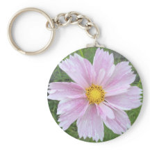 Cosmos - Pinks palest —