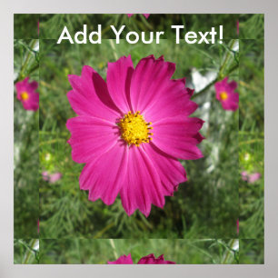 Cosmos Red Flower Poster