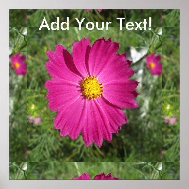 Cosmos Red Flower Poster (Framsidan)