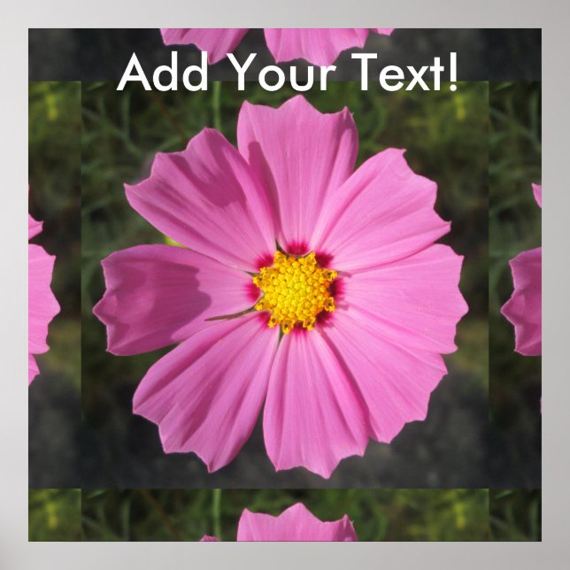 Cosmos Rosa Flower Poster (Framsidan)