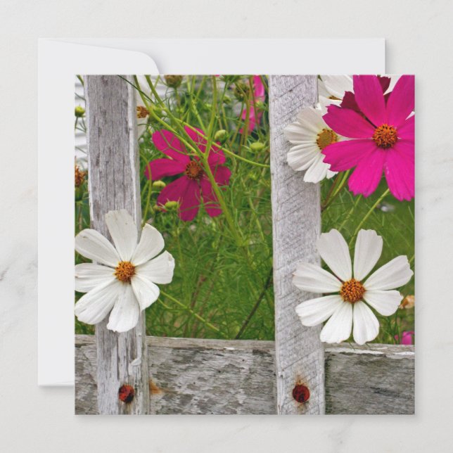 Cosmos-samling (Framsida)