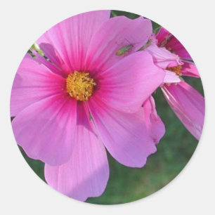 Cosmos Sticker Runt Klistermärke