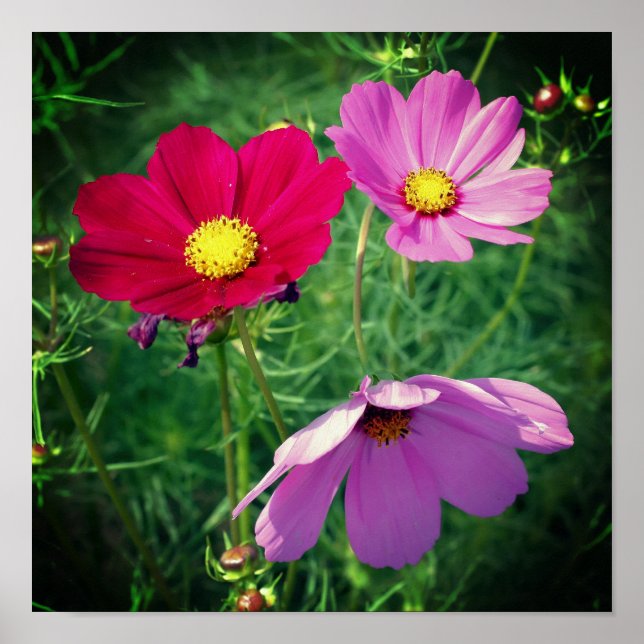 Cosmos Tusenskönas Blomster Trio  Poster (Framsidan)