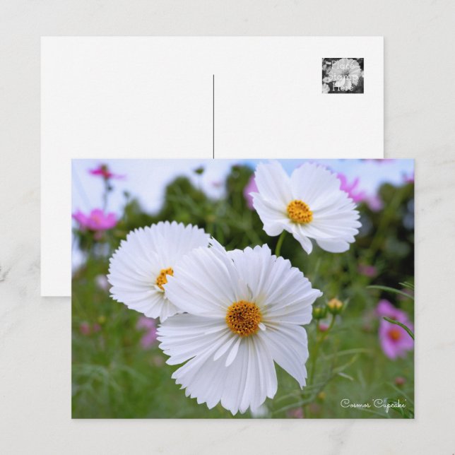 Cosmos Vykort (Fram/baksida)