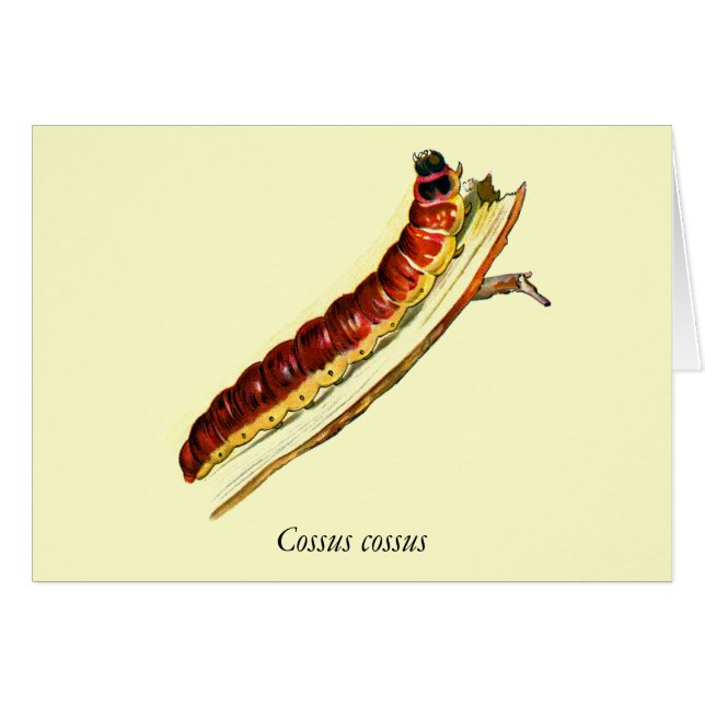 Cossus cossus caterpelare hälsningskort (Framsidan Horizontal)