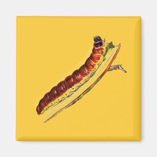 Cossus cossus caterpelare magnet