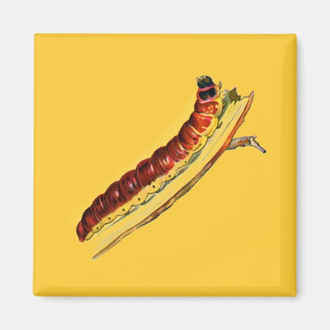 Cossus cossus caterpelare magnet (Framsidan)