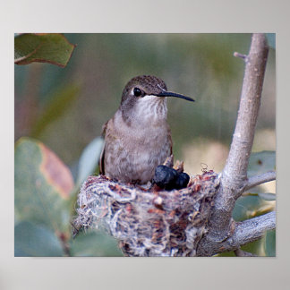 Costa Hummingbird och Babes Poster