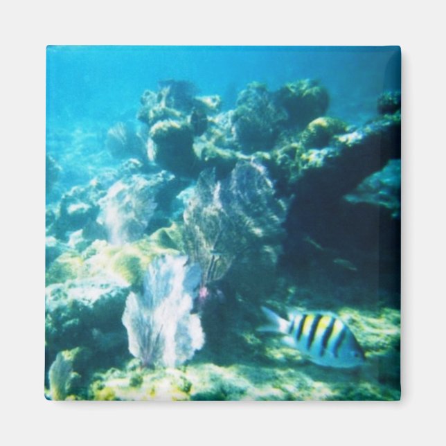 Costa Maya Reef Magnet (Framsidan)