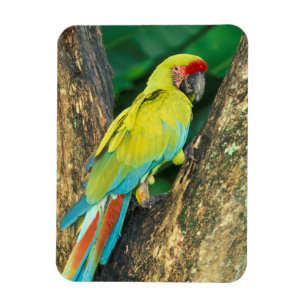 Costa Rica, Ara Ambigua, Större Grön Ara. Magnet