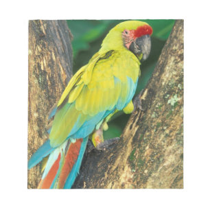 Costa Rica, Ara Ambigua, Större Grön Aralikaduva. Anteckningsblock