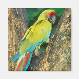 Costa Rica, Ara Ambigua, Större Grön Aralikaduva. Magnet