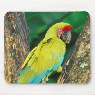 Costa Rica, Ara Ambigua, Större Grön Aralikapa. Musmatta