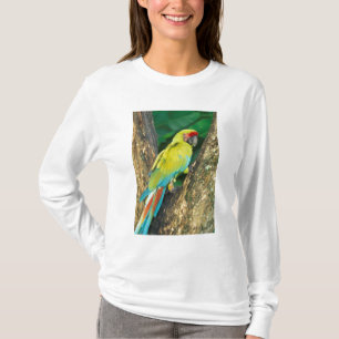 Costa Rica, Ara Ambigua, Större Grön Aralikapa. T-shirt