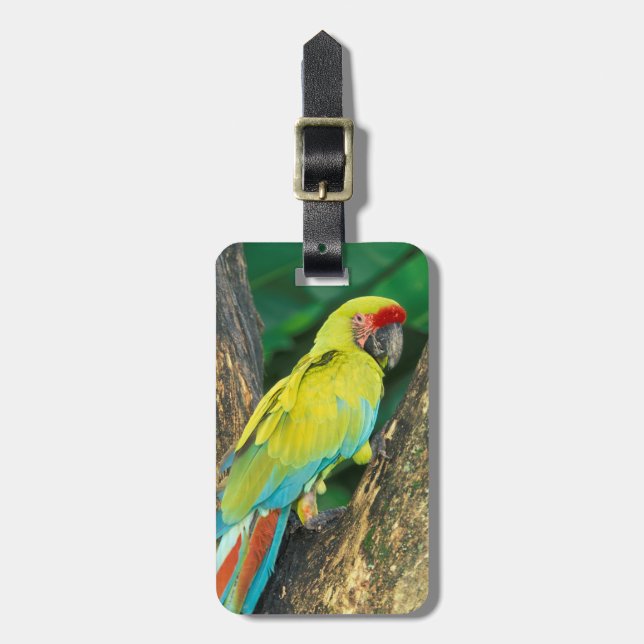 Costa Rica, Ara Ambigua, Underbar Grönt Macaw. Bagagebricka (Vertikal Framsida)