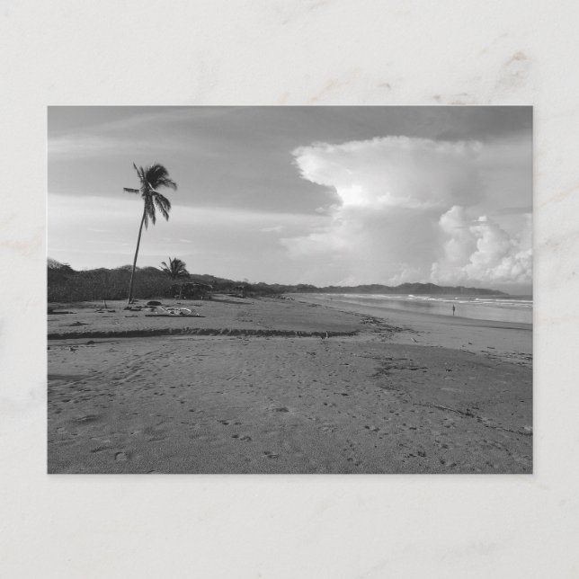 Costa Rica Beach with Palm Tree Photo  Vykort (Framsida)
